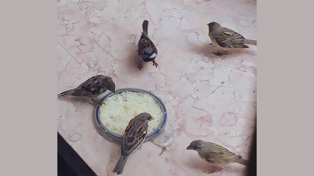 চড়ুই পাখির সংসার